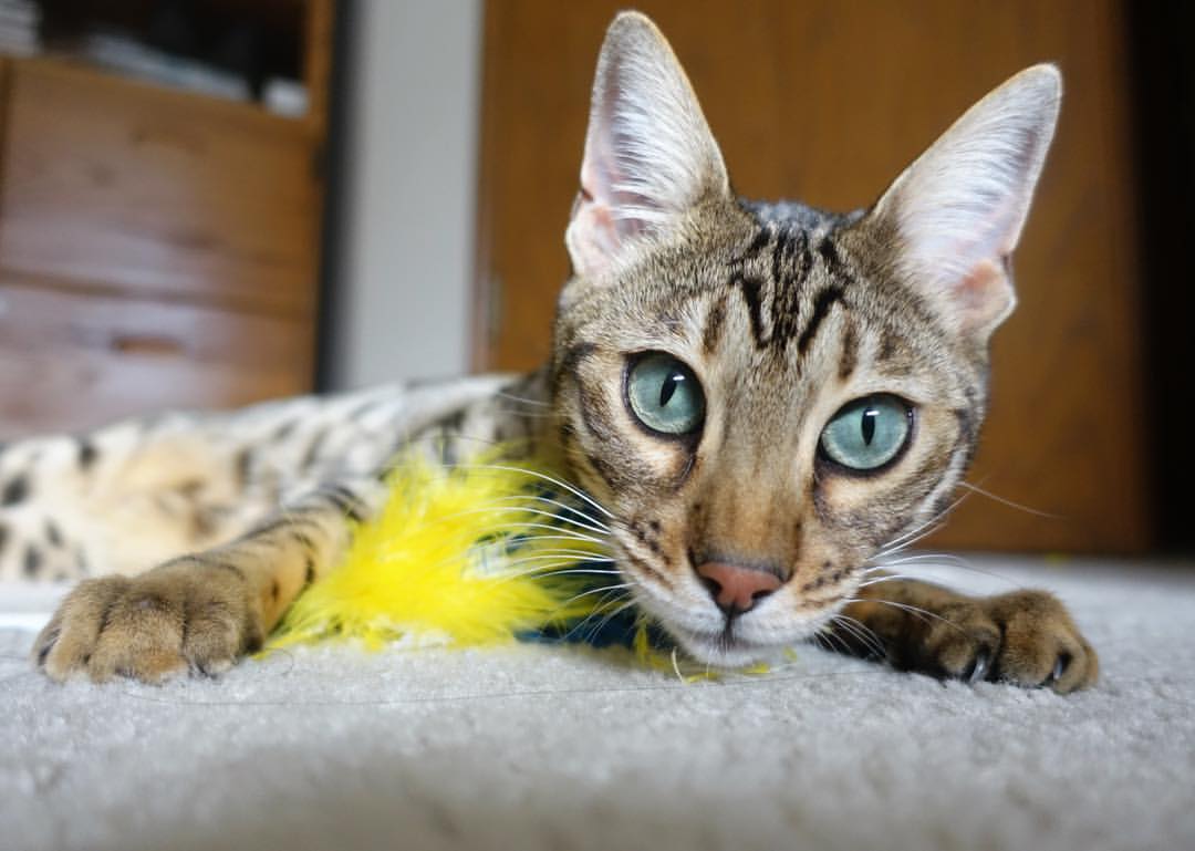 开yun官网-关键时刻：五大联赛顶级球队的关键进球集锦，五大联赛球队进球纪录