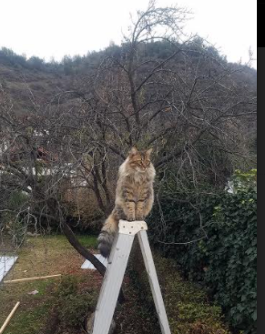 开云体育平台-德甲球队高强度对抗中体能消耗与失误关系研究，德甲水平