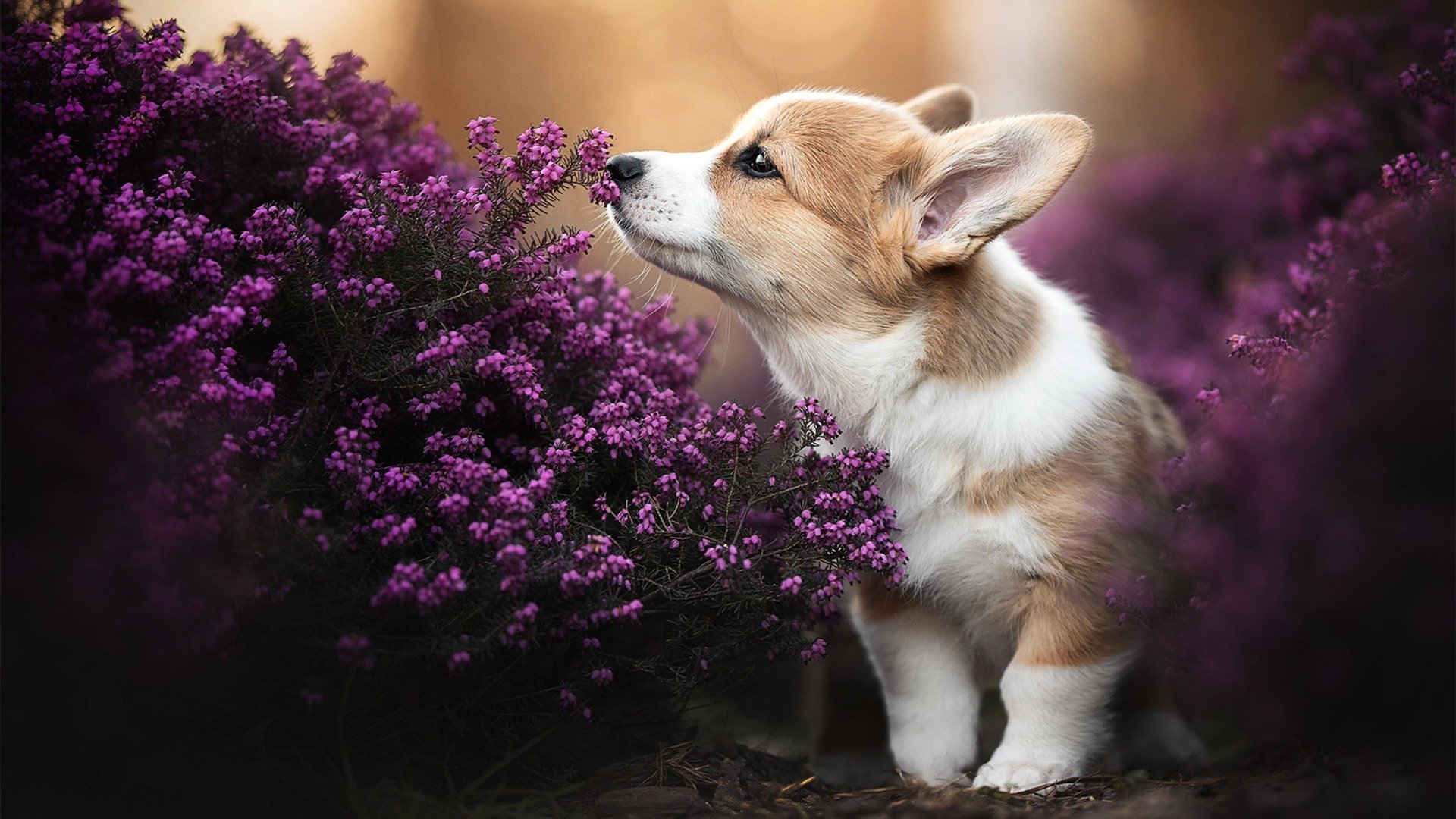 开云在线登入-篮球运动赛事市场营销创新策略，篮球体育营销案例