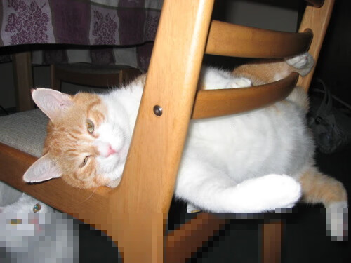 kaiyun开云体育-“速度与耐力的对决，SHO-CHAN Run 2025将在香港点燃激情”