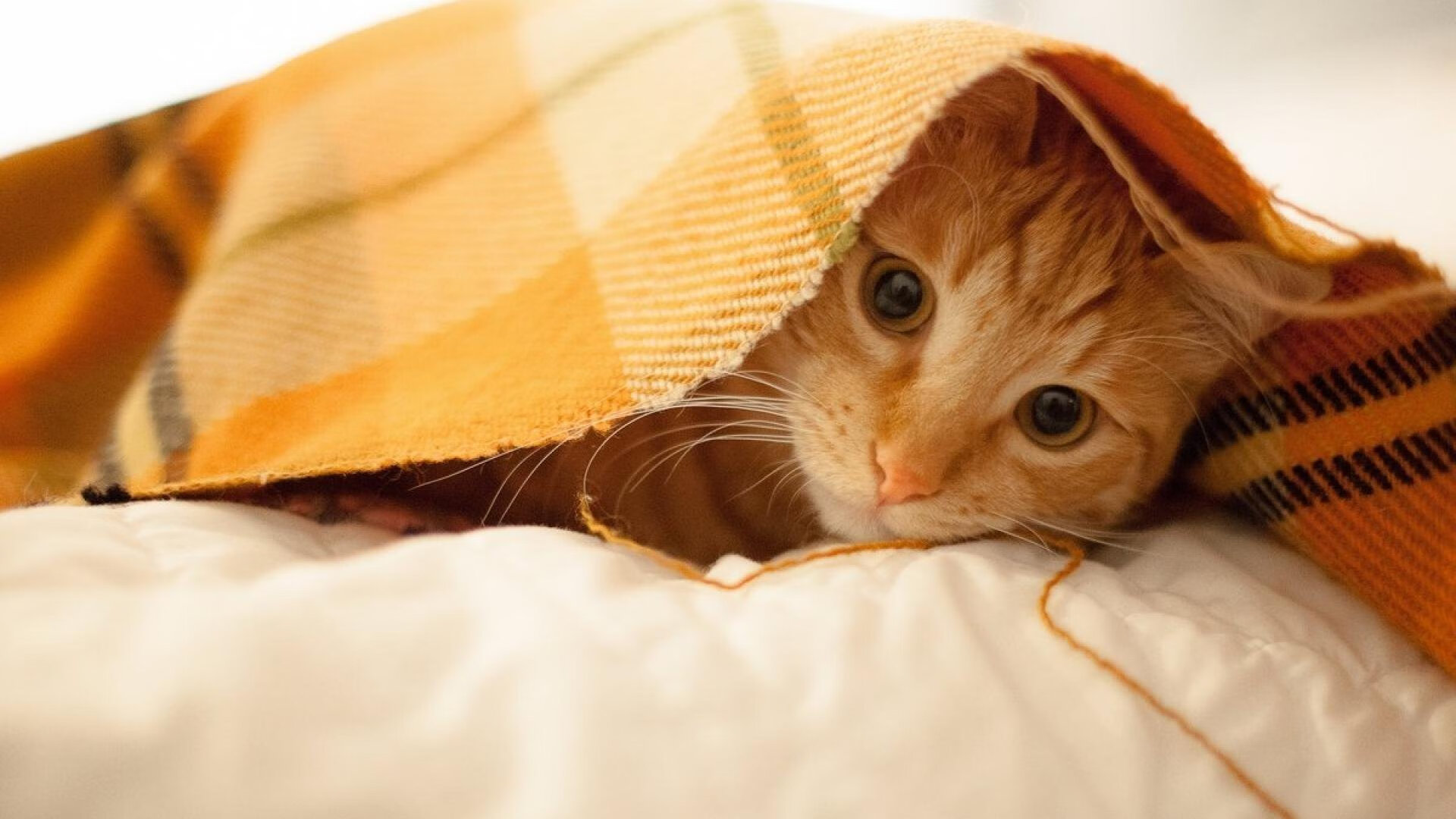 开云体育在线-高节奏球队在季后赛中是否更易疲劳，节奏型球员