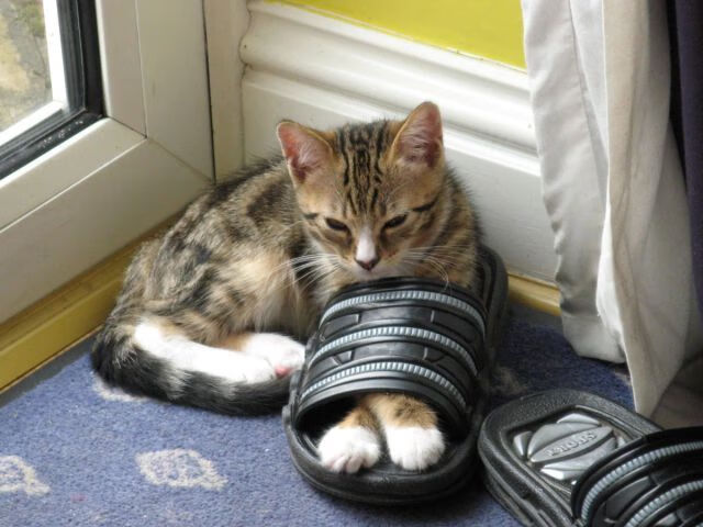 开云体育链接-奥运男篮预选赛中，澳大利亚和德国强强对话，激烈不止，男篮 澳大利亚 德国