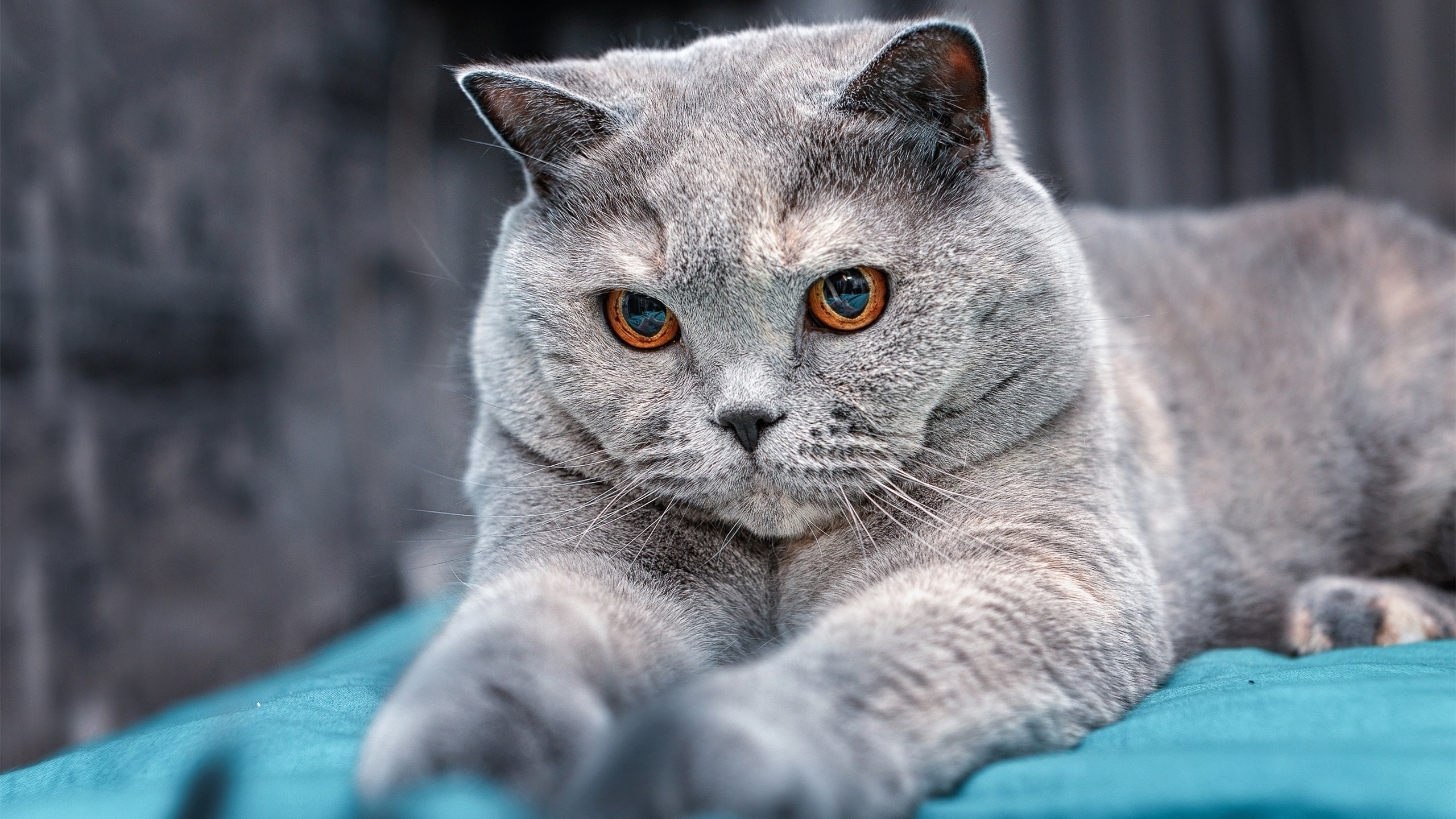 开云体育官网在线-中国足球女足中场控制战术与进攻转换效率研究，中国女足规则