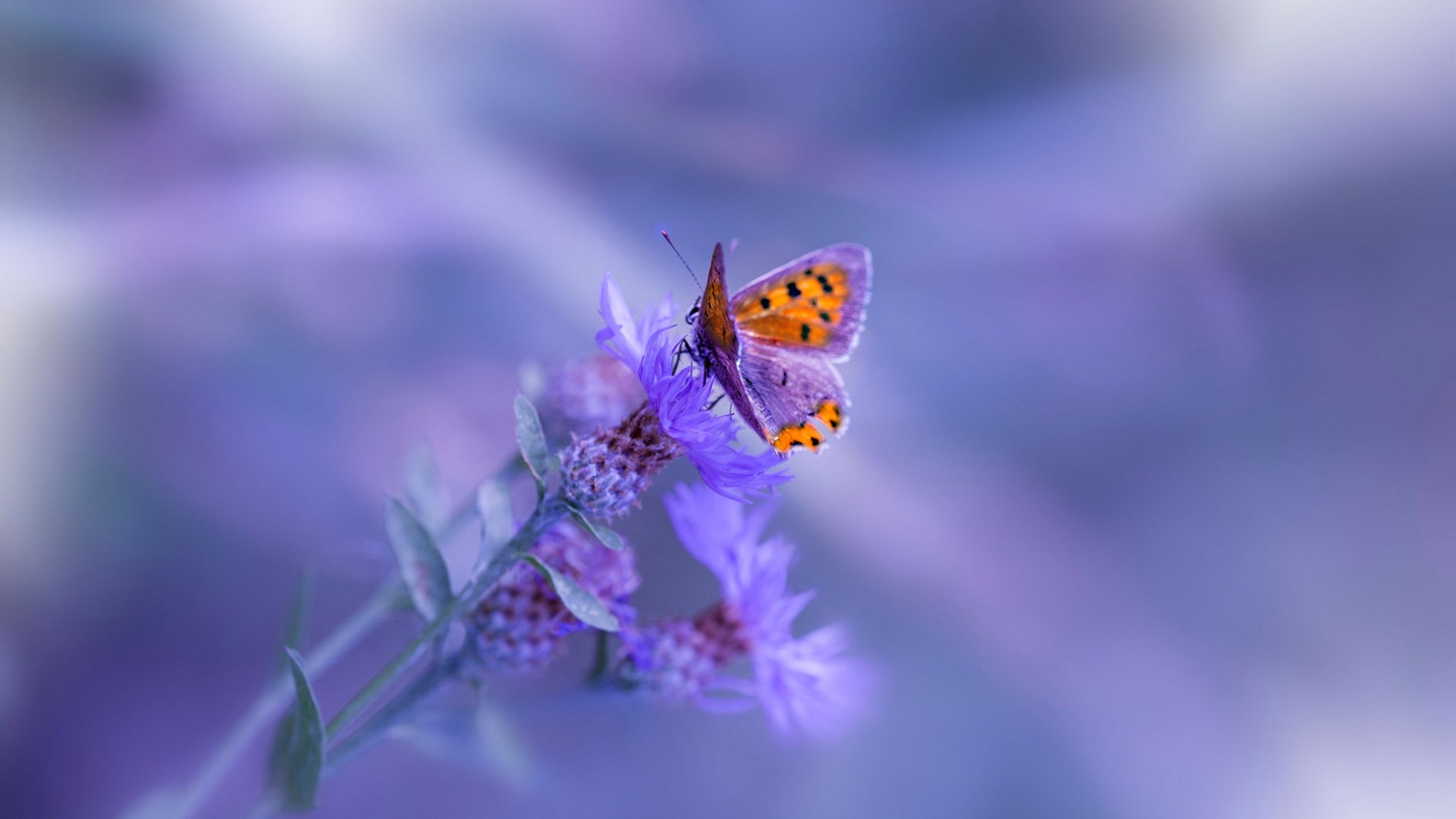 开云体育在线入口-中国足球裁判工作压力来源与心理调节路径探析，国内足球裁判