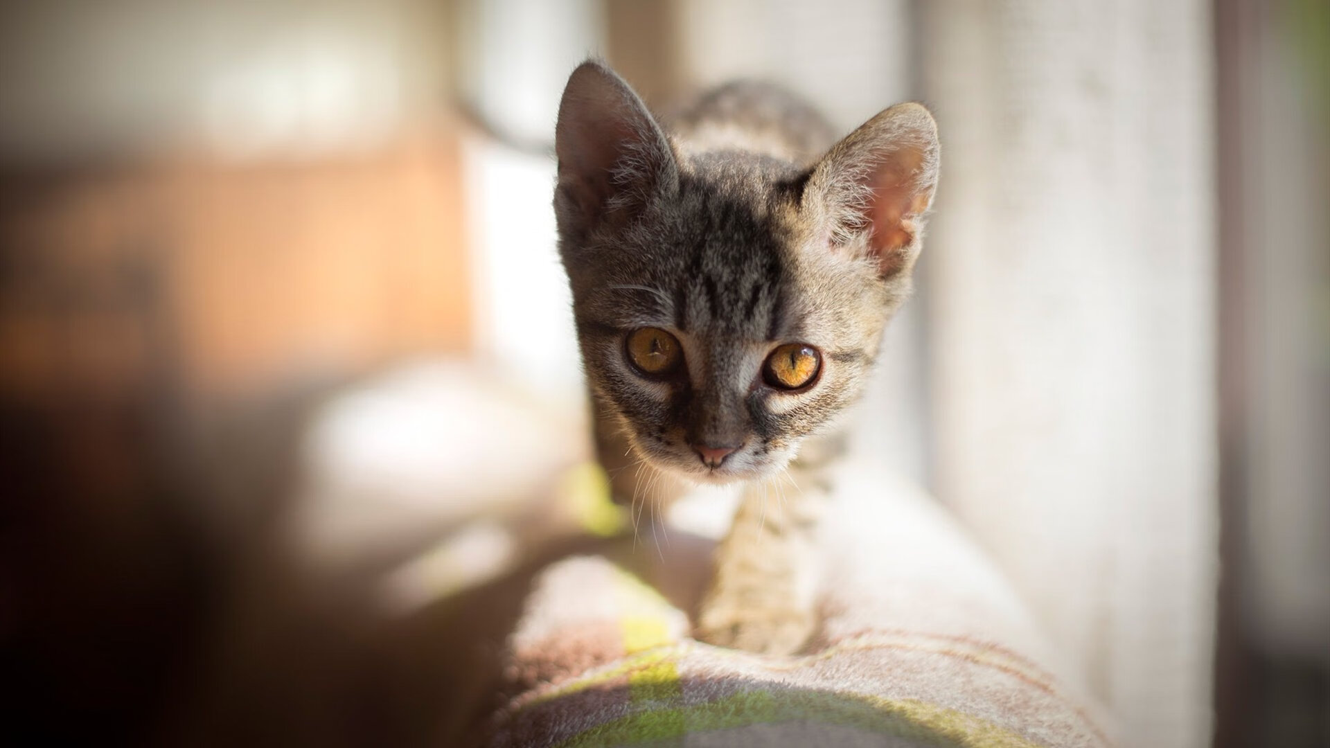 开云在线入口-五大联赛传中成功率成为边路核心指标，五大联赛的规则