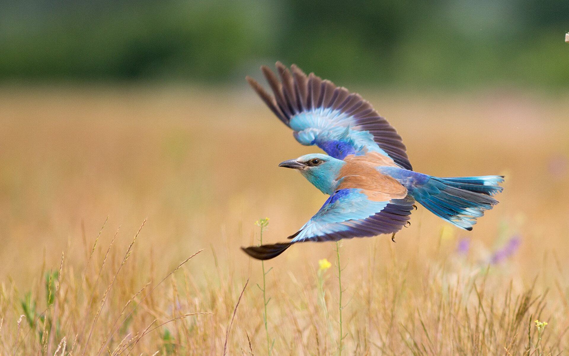 开云体育官网下载-加拿大七人制橄榄球运动员技术全面，加拿大大学橄榄球